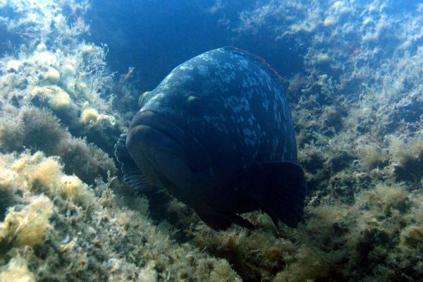 Merou brun  Epinephelus marginatus
